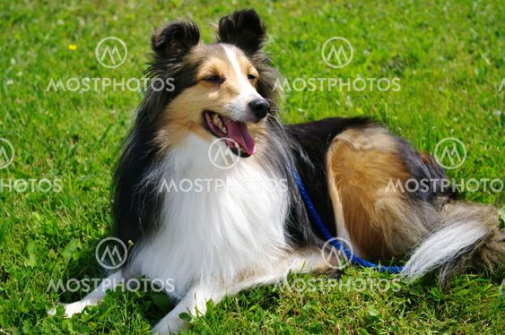 Shetlie on a leash