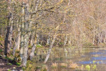 Leafless trees on a lakeshore a sunny beautiful spring day