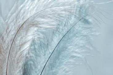 Blue Feathers surface.Close-Up of Delicate Feathers in...