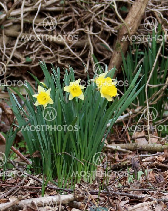 A clump of wild daffodils growing in in Hampshire