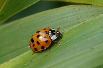 Closeup on the invasive harlequin, multicoloured or...