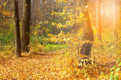 Autumn in the forest