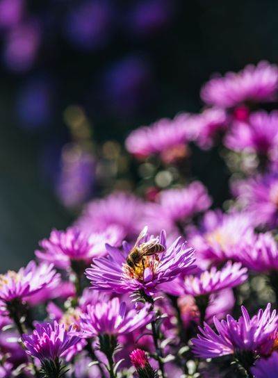Close up view of bee on beautiful purple fresh flower in...