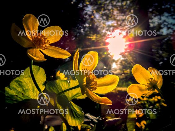 Caltha palustris