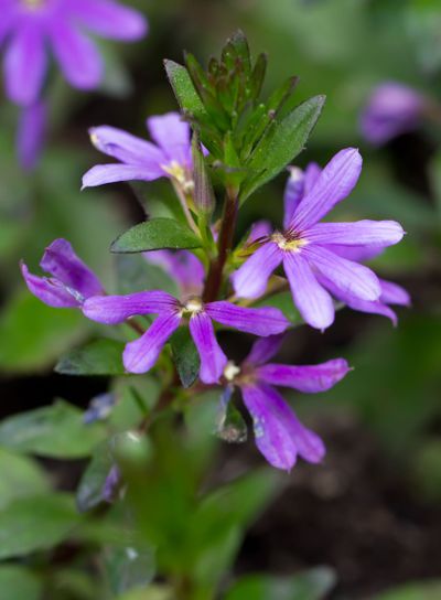 Common Fan-Flower (lat. Scaevola aemula)