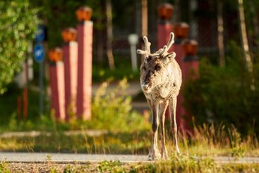 Renar står på en väg i Lappland på kvällen