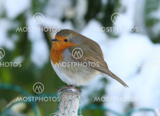 Robin in winter