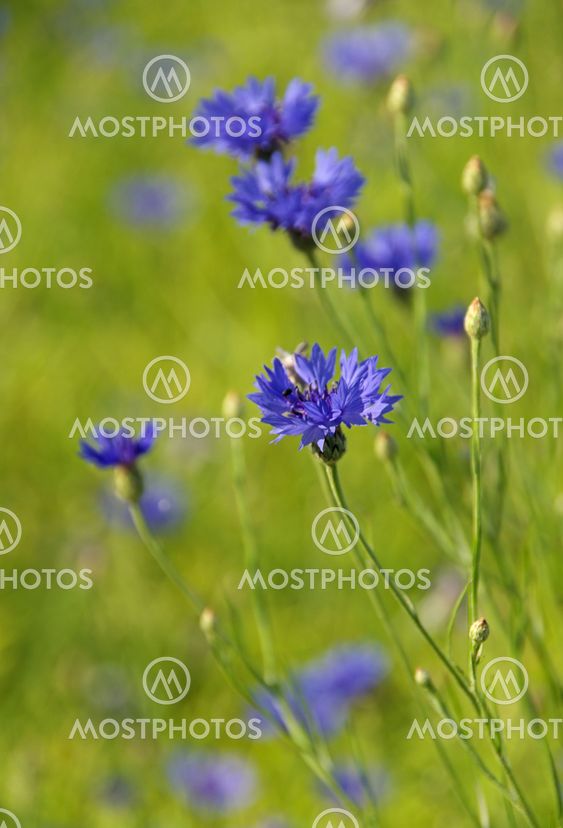 Kornblume - Cornflower 02