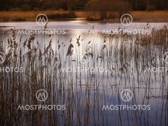 Reeds in golden sunlight, Potteric Carr, South Yorkshire
