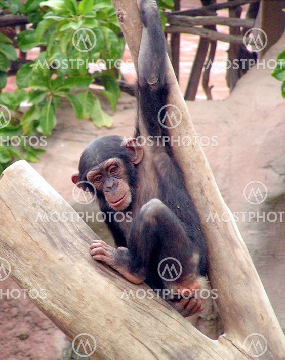 Chimpanzee