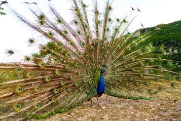 A vibrant peacock displaying its colorful feathers in a...