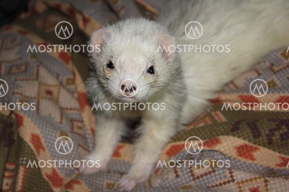 Ferret