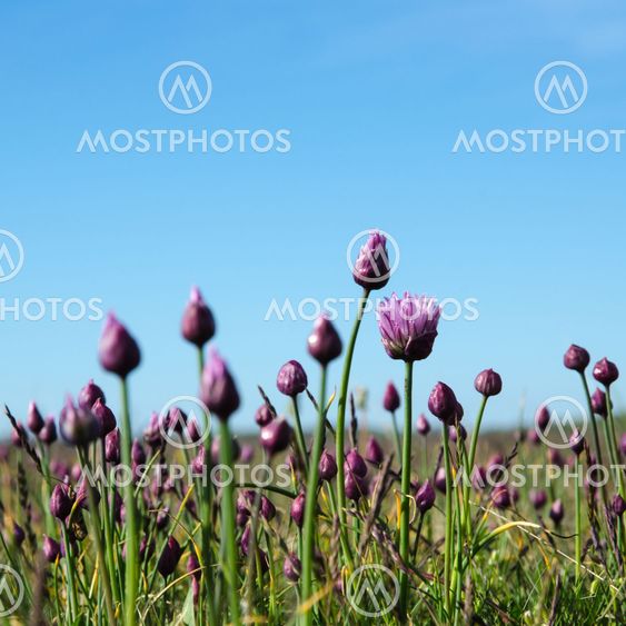 Blossom wild garlic and buds in a grassland with blue sky