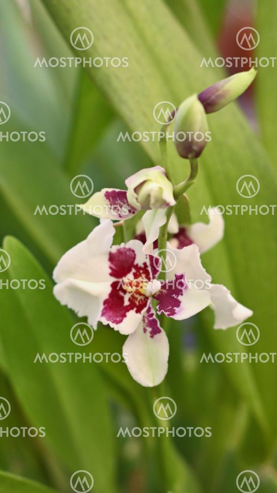 Beautiful whitte-purple orchid