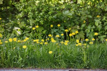 Growth, flowers and nature with dandelion in garden,...
