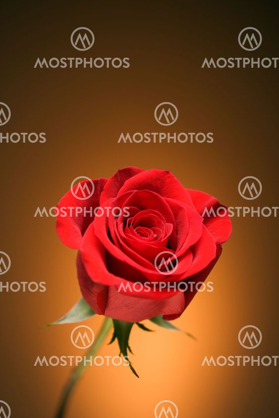 Red rose on gold.