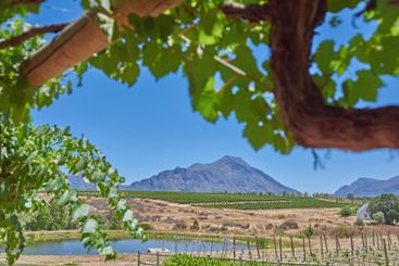 Farm, mountains and vineyard with plants in nature,...