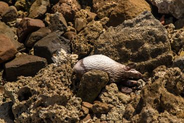 Dead fish on the seashore. Selective focus.