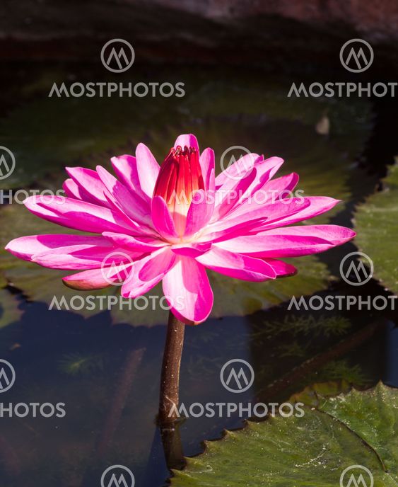 Siam Lotus