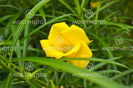 Yellow oleander Flower