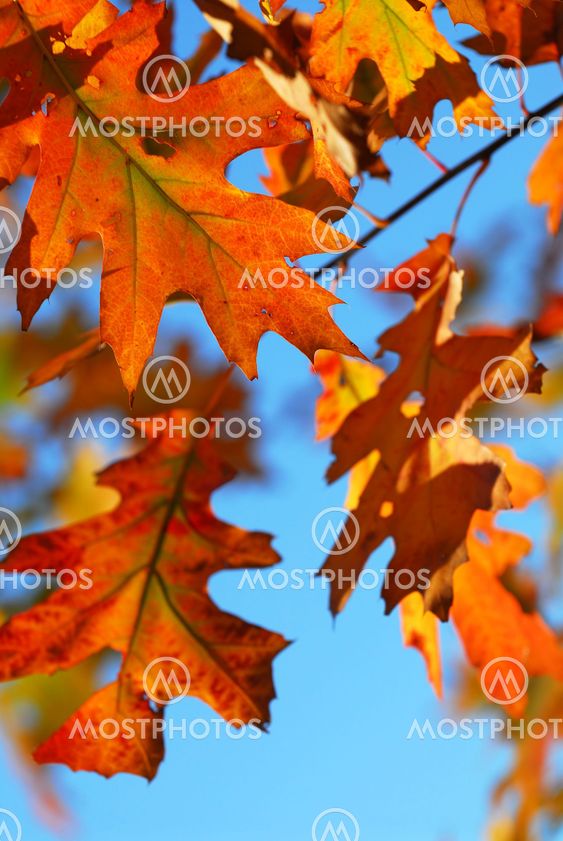 Fall oak leaves