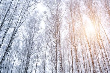 Birch grove after a snowfall on a winter. Sunlight...