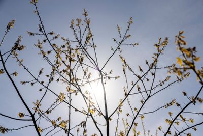 a flowering maple tree in the spring season, a spring park