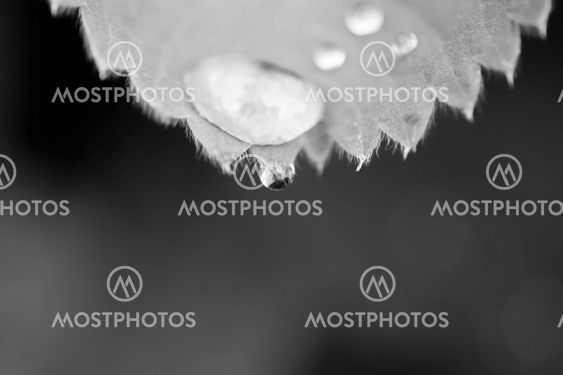 waterdrop
