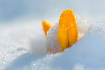 Yellow crocuses covered with snow