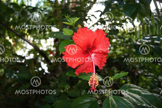 Beauty Flower in Costa Rica