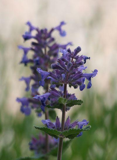 Blommande salvia