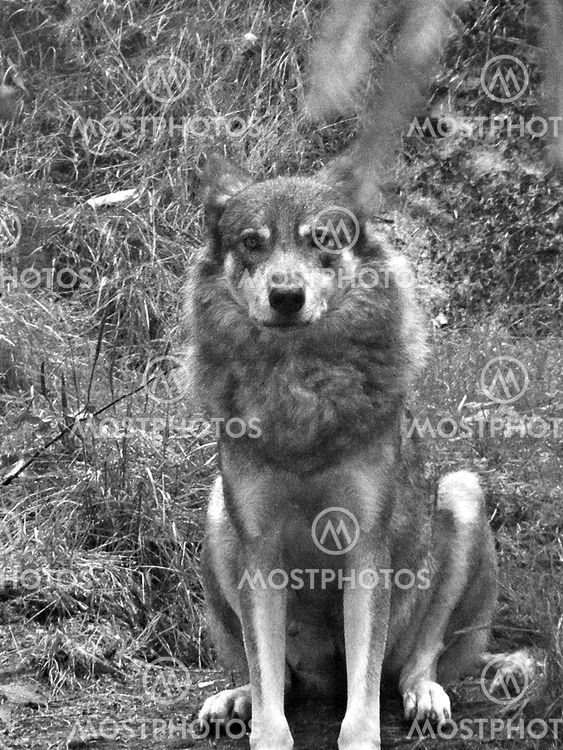 Majestic Wolf