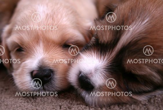 Christmas Puppies