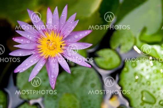 Purple lotus with green leaf