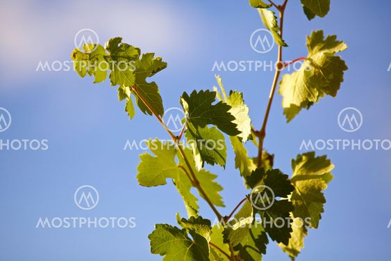 vine leafs