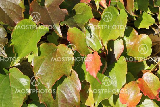 Close up of autumn ivy leaves