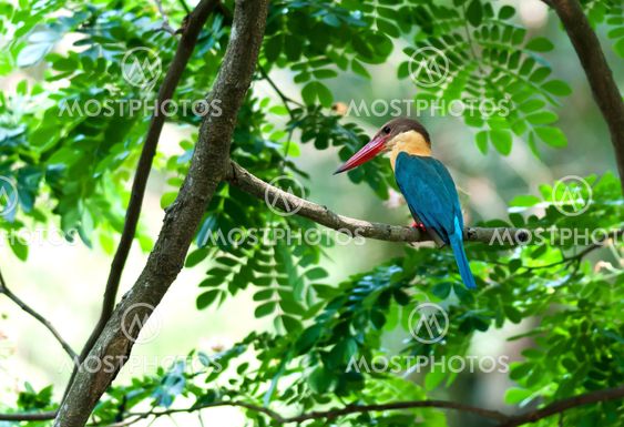 bird,Stork-billed Kingfisher,perched,tree branch,waiting patiently