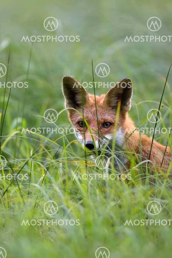 Fox hidden in the grass, a portrait