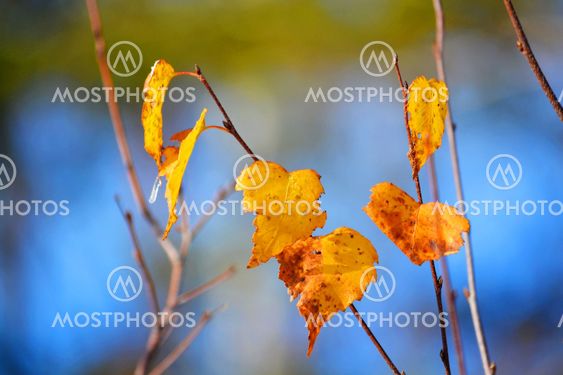 Nature Altaya