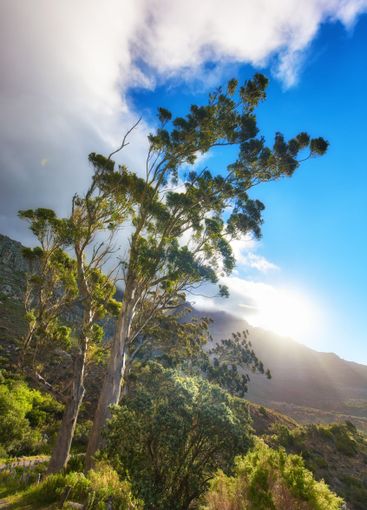 Blue sky, nature and trees with leaves outdoor in park...