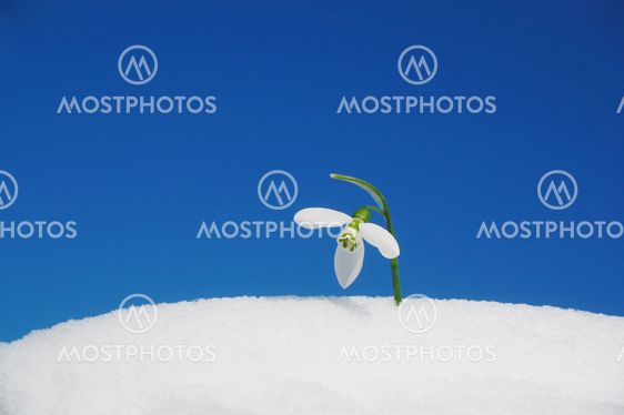 Snowdrop og blå himmel