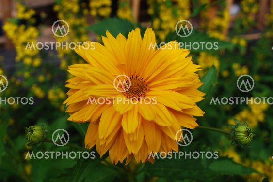 Yellow flower