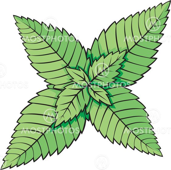Mint leaves