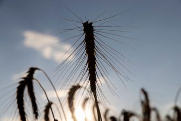 wheat field before harvest in the summer season