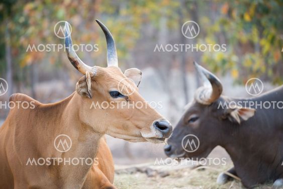 banteng