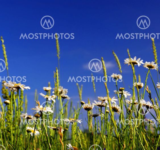 Summer meadow