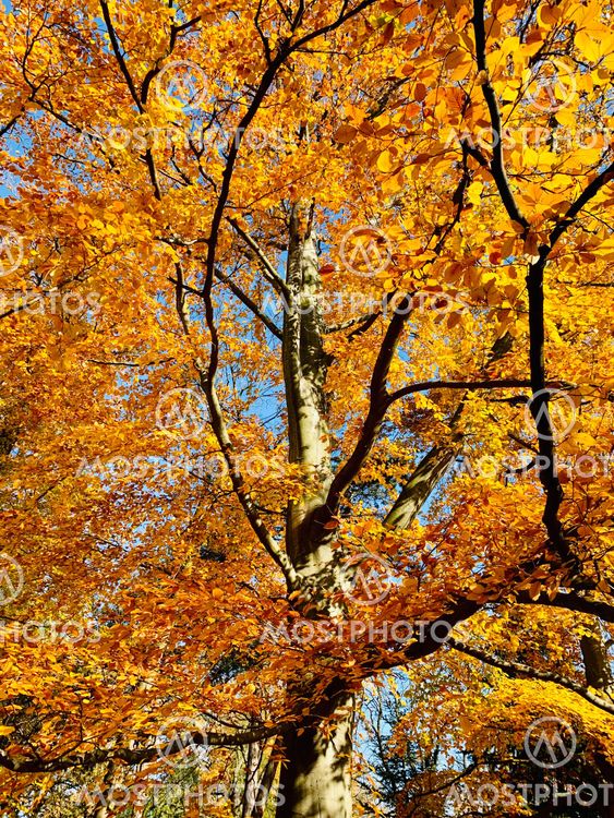 Beautiful lightning in trees in fall time