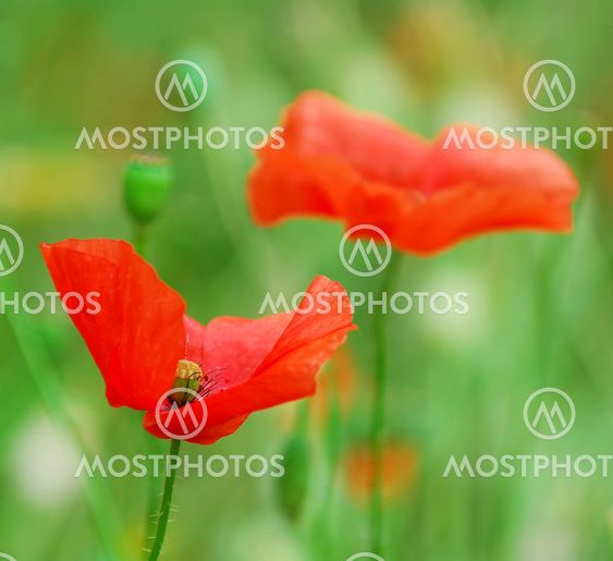 Poppies