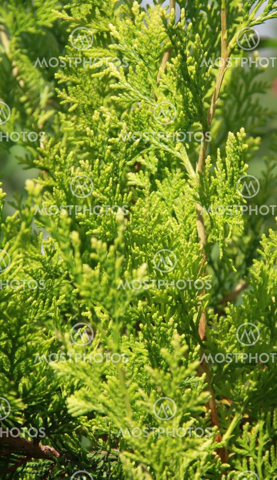 Cypress background