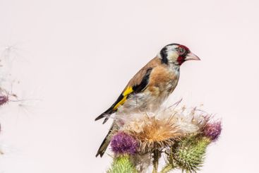 European goldfinch, feeding on the seeds of thistles....